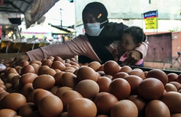 Kenaikan Harga Telur Ayam: Wakil Menteri Perdagangan Menegaskan Stabilitas dan Ketersediaan Stok