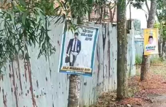 Ramai Poster Calon Kepala Daerah Rusak Pohon di Tanjungpinang, Aktivis Lingkungan Marah!